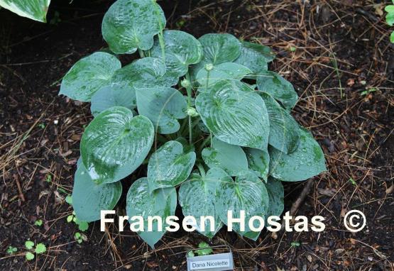 Hosta Dana Nicolette